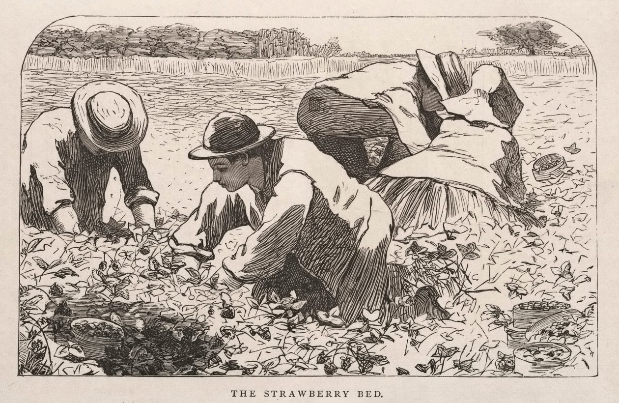 Jordbærsengen af Winslow Homer