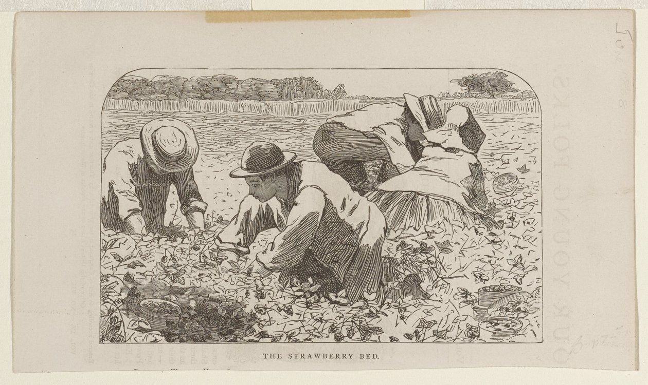 Jordbærbedet af Winslow Homer