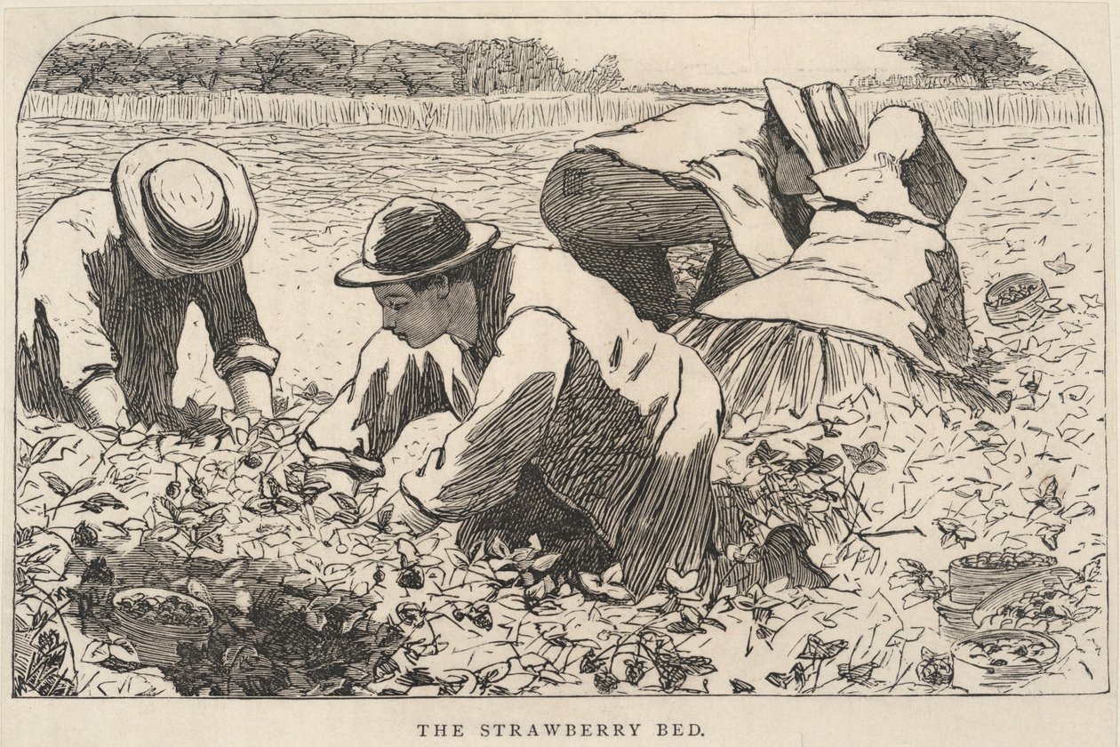 The Strawberry Bed, fra Our Young Folks, juli 1868 af Winslow Homer