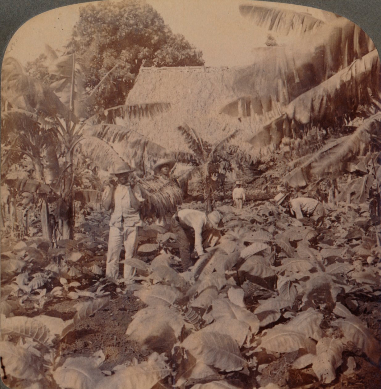 Skæring af tobak - En typisk plantage - Havana-provinsen, Cuba, 1899 af Works and Sun Sculpture Studios