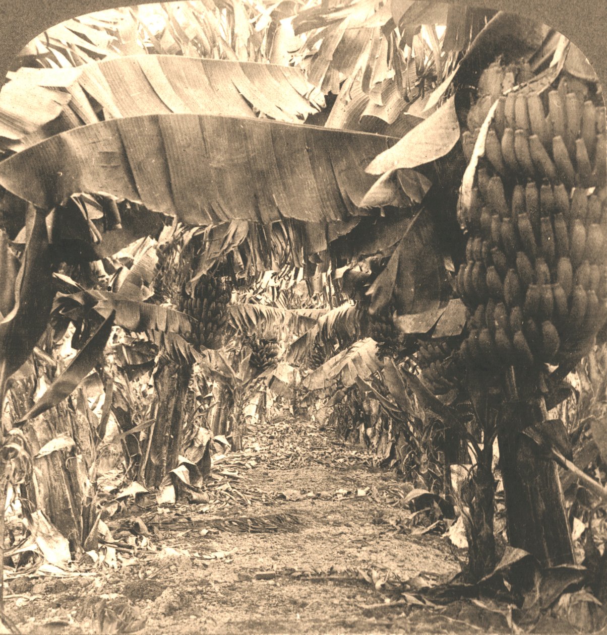 I hjertet af en bananplantage, Hawaii-øerne, 1901. af Works and Sun Sculpture Studios