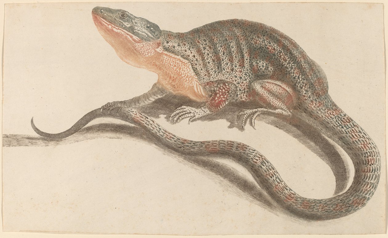 Lizard, 1680