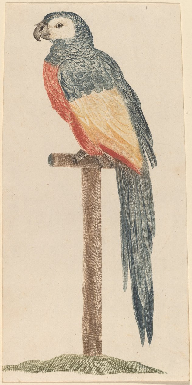 Papegøje, 1680