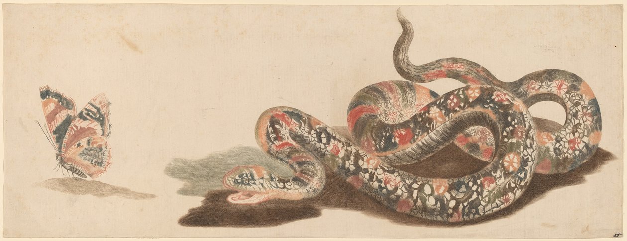Slange og sommerfugl, 1680
