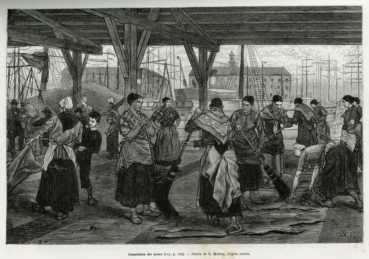 Afsaltning af skindene, ved at kvinder skraber resterne af dyrene udstrakt under strukturerne i hallerne i havnen i Antwerpen. Gravering af X.Mellery, for at illustrere historien om Belgien, af Camille Lemonnier, udgivet i Tour du monde, red. af Xavier Mellery