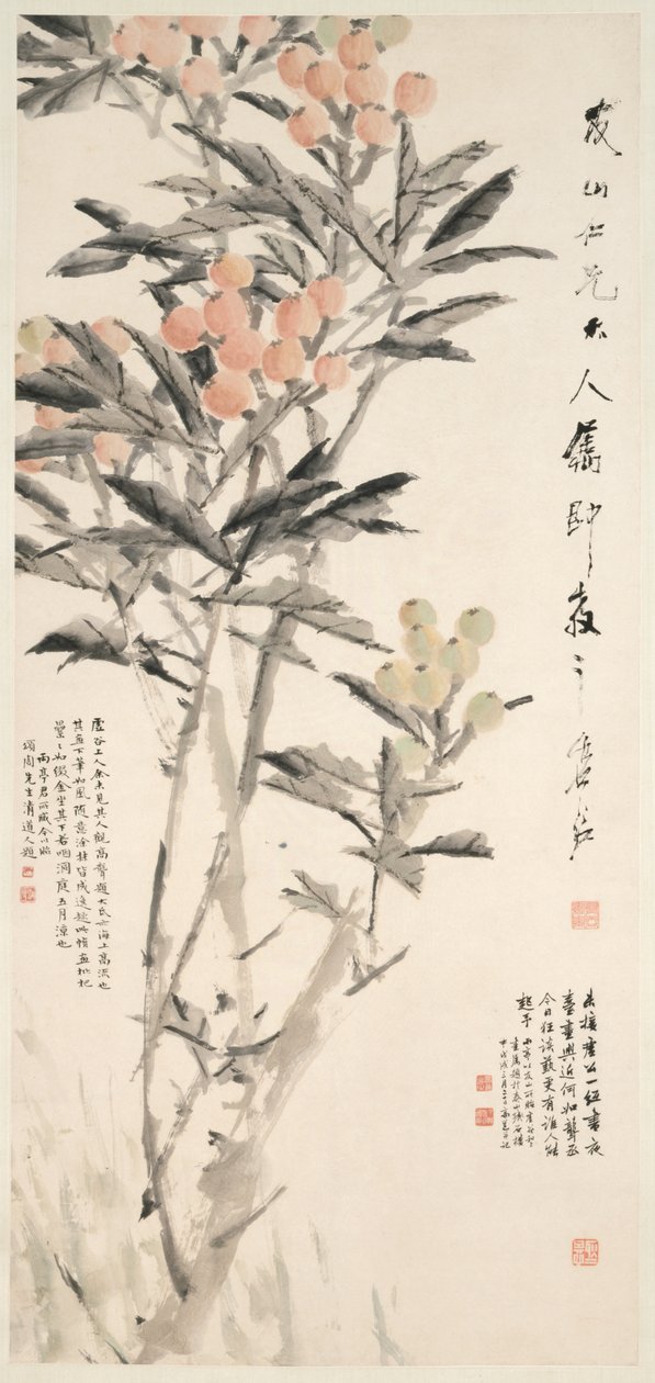 Pipa (Loquats) af Xugu