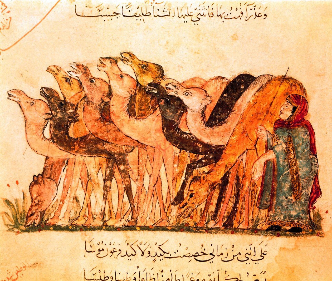 En gruppe kameler og kamelhyrden, fra "Maqamat" af Yahya ibn Mahmud Al Wasiti