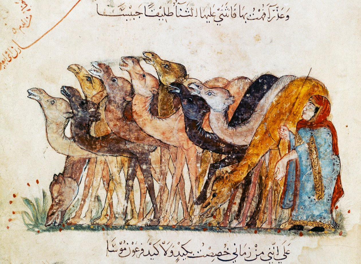 Ms Ar 5847 f.101, flok kameler, fra 