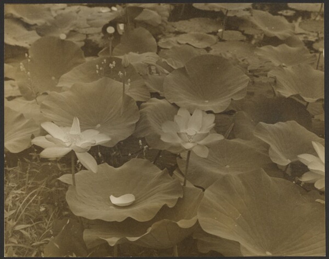 [Lotus]. af Yasuo Kuniyoshi