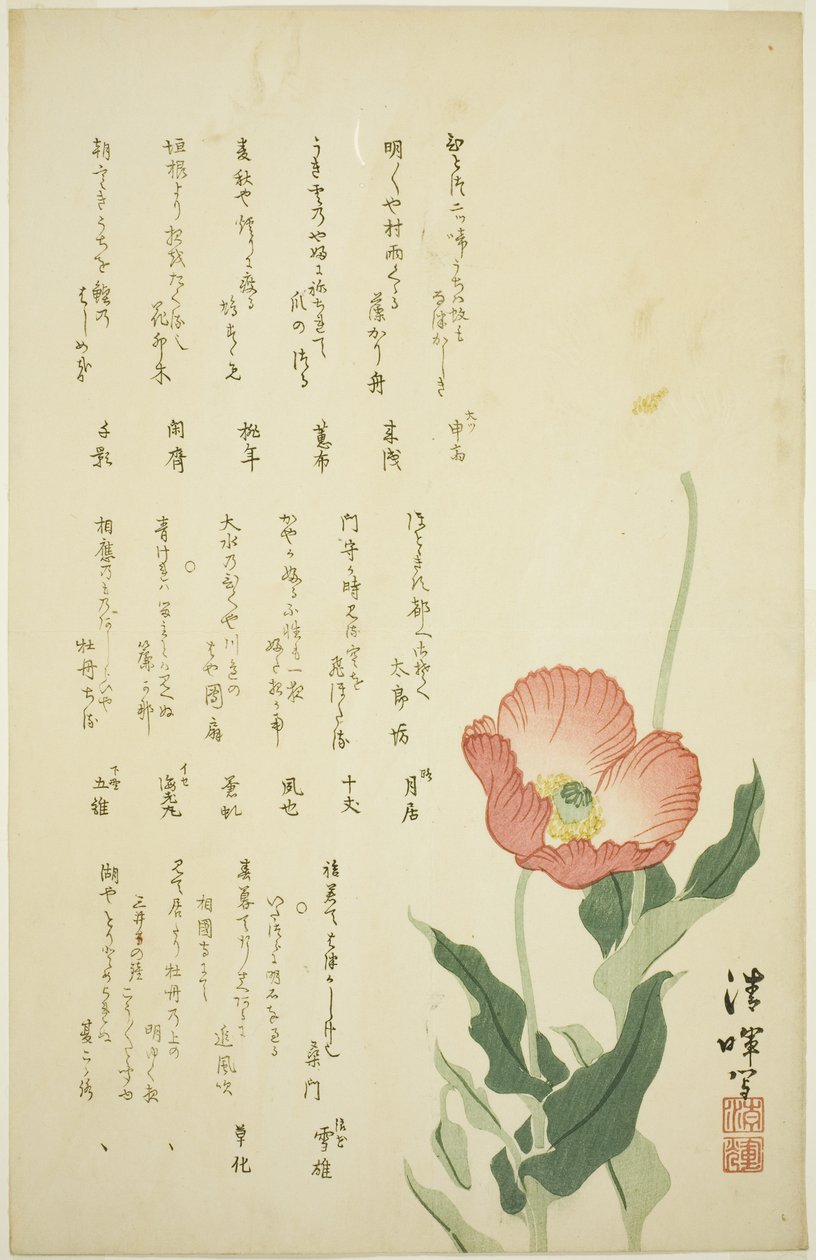 To valmuer af Yokoyama Seiki