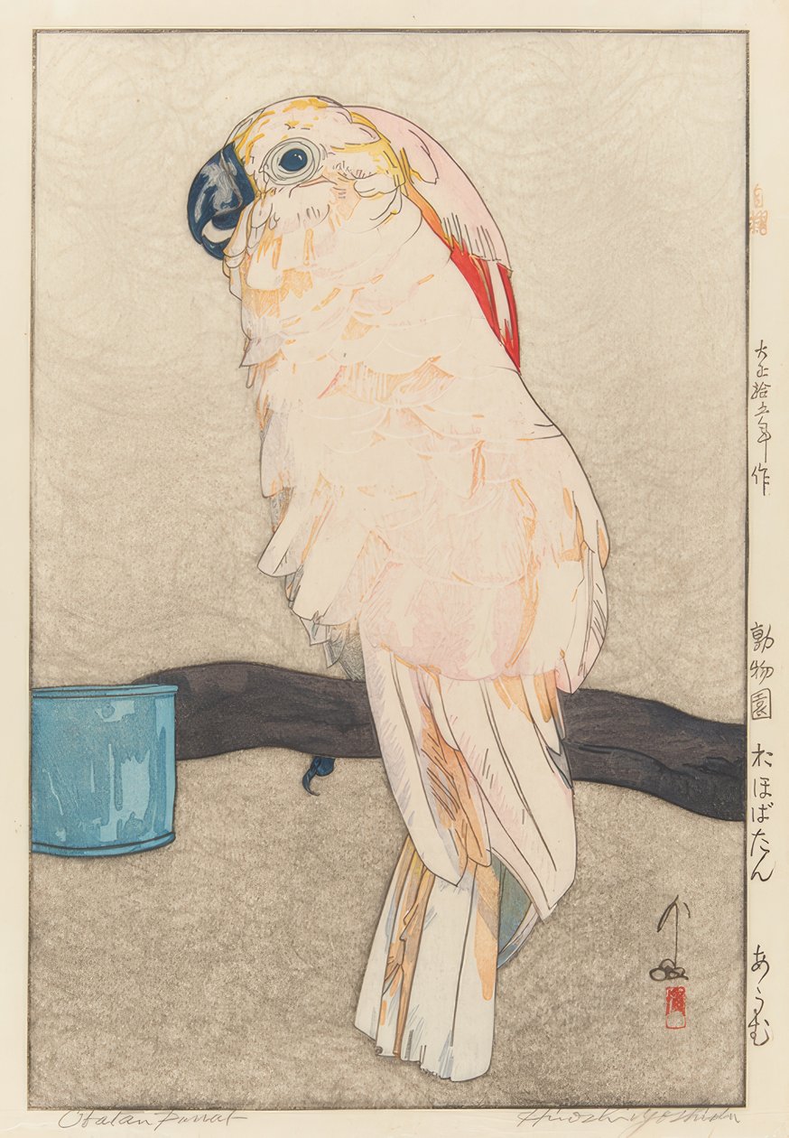 Sittich, medicin af Yoshida Hiroshi