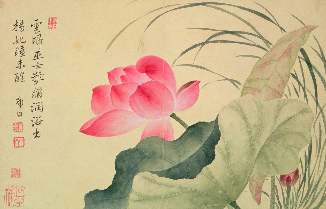 Lotusblomst, af Yun Shou-P