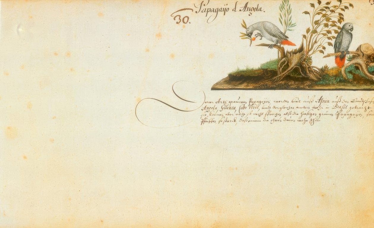Zacharias Wagner, papegøjer af Zacharias Wagner
