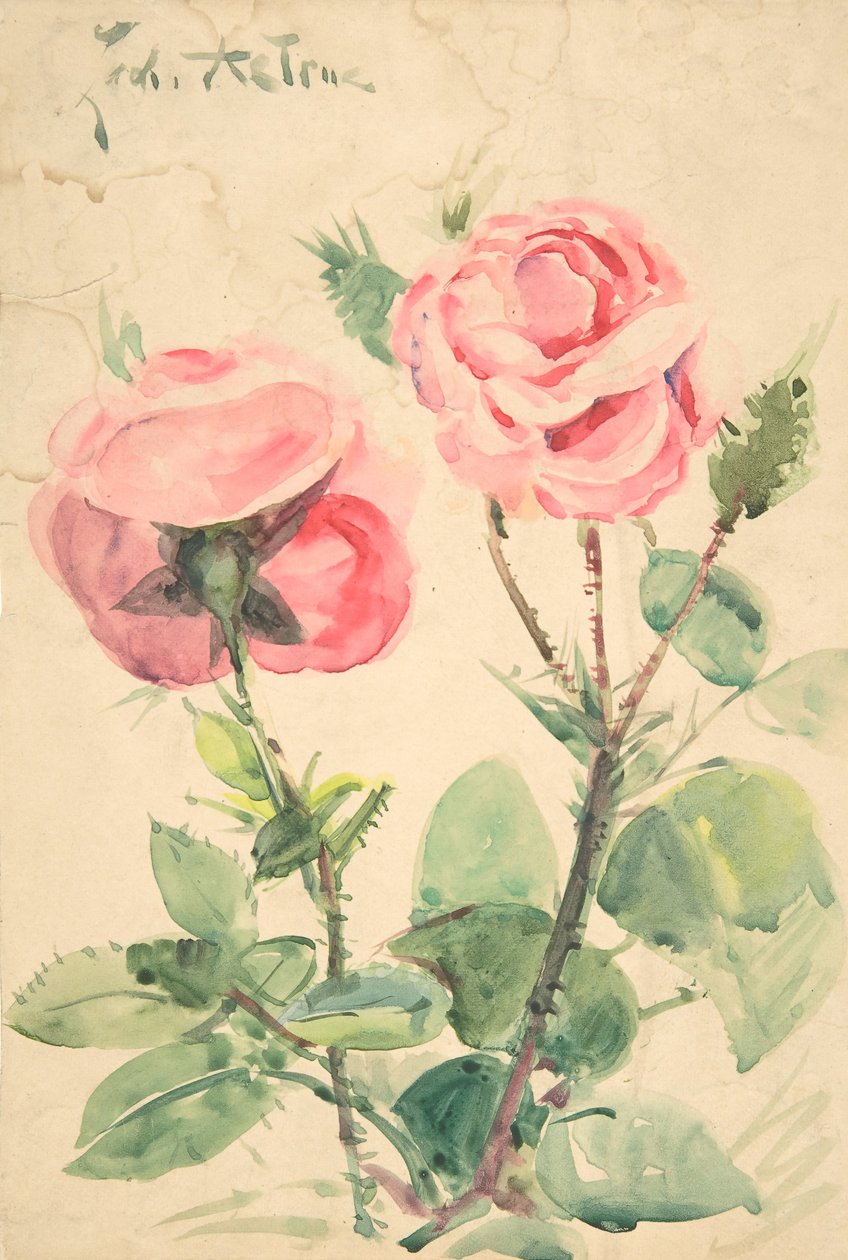 To roser, ca. 1884-1904. af Zacharie Astruc