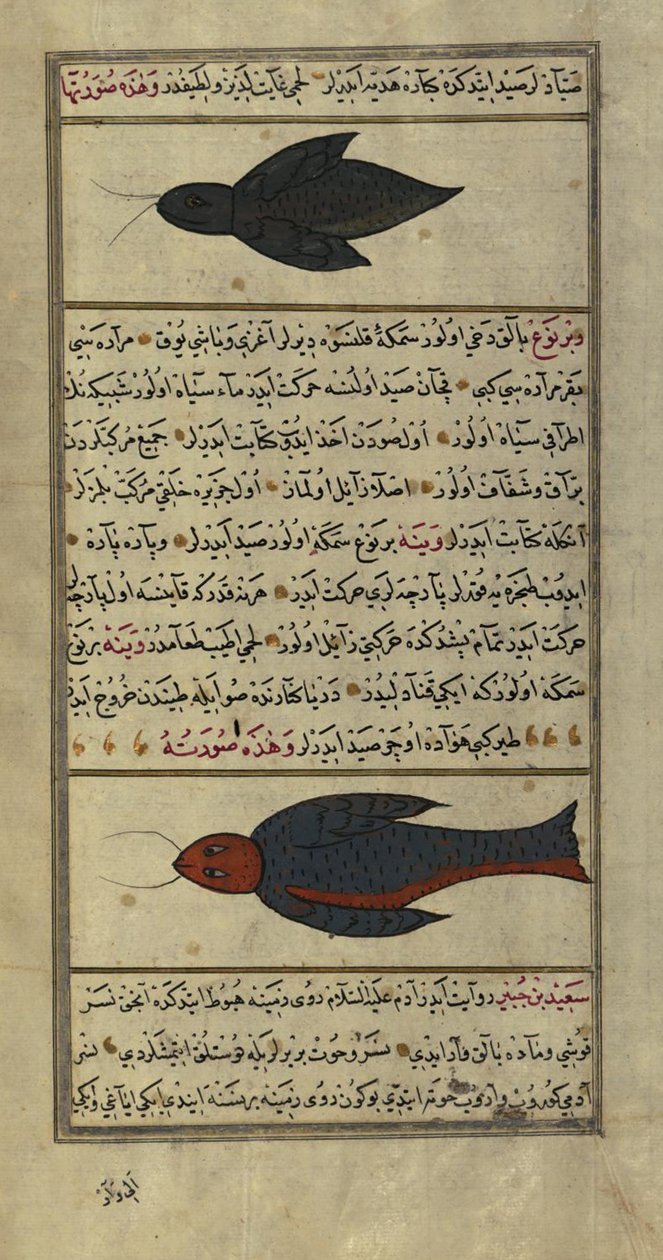 To mærkelige fisk fra Vaynah (Vinah) havene af Zakariya al Qazwini