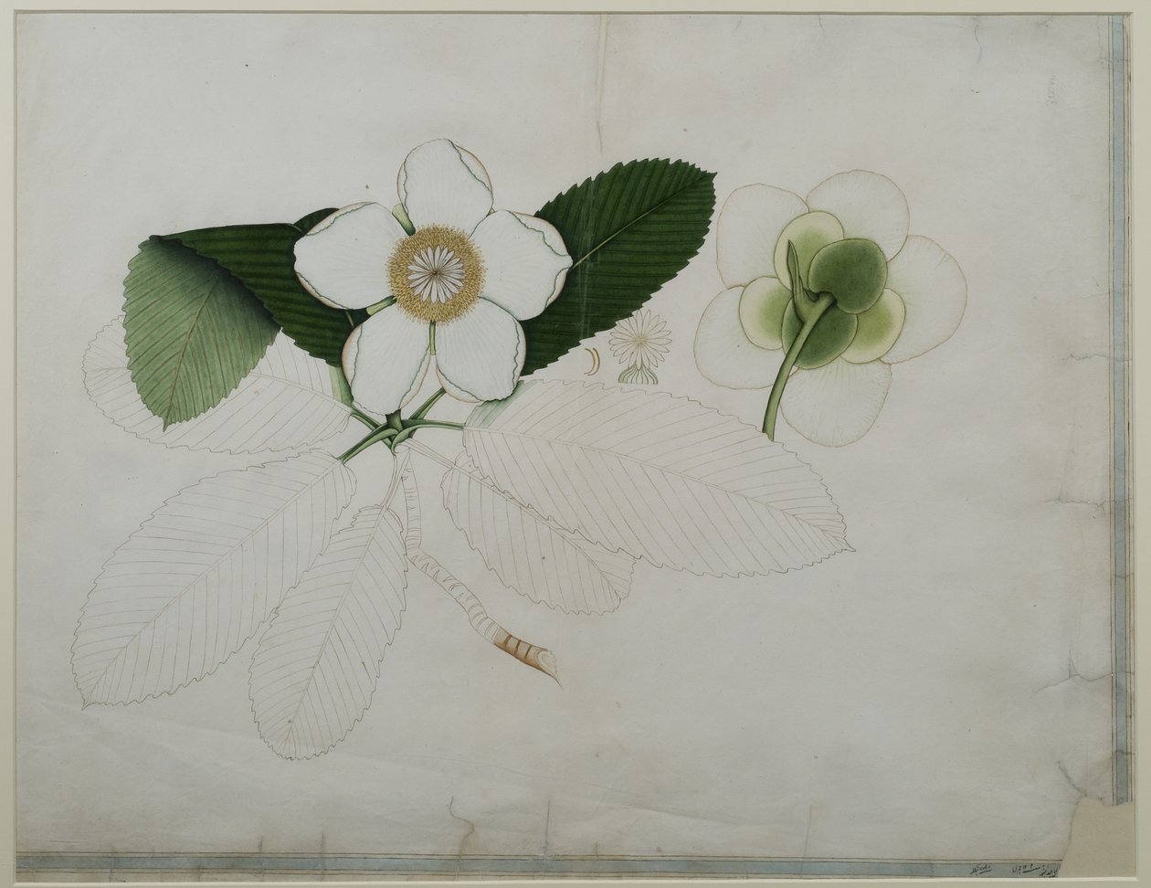Dillenia indica, 1787 (wc på papir) af Zayn al Din Zayn al Din