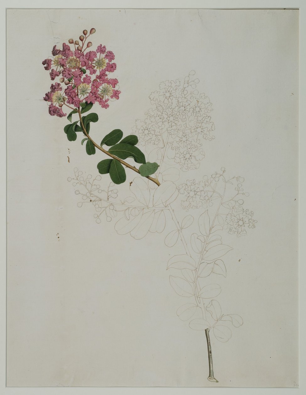 Lagerstroemia indica L. (crepe myrtle), 1787 (wc på papir) af Zayn al Din Zayn al Din