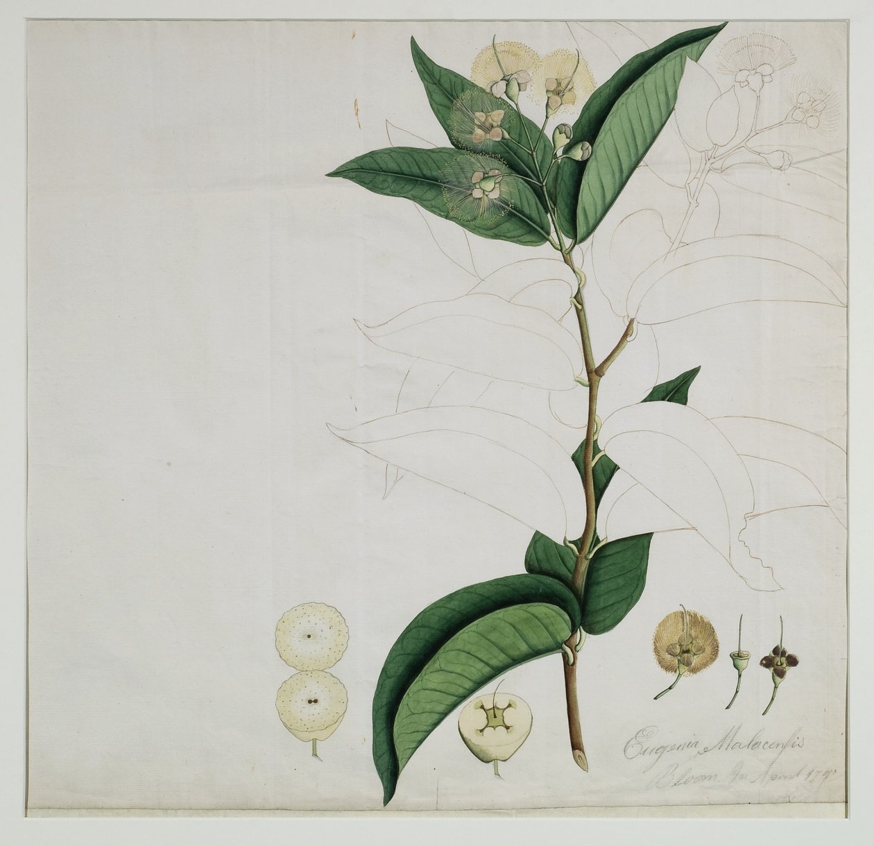 Syzygium aqueum (Burm. f.) Alston (vandrosenæble), 1787 (wc på papir) af Zayn al Din Zayn al Din
