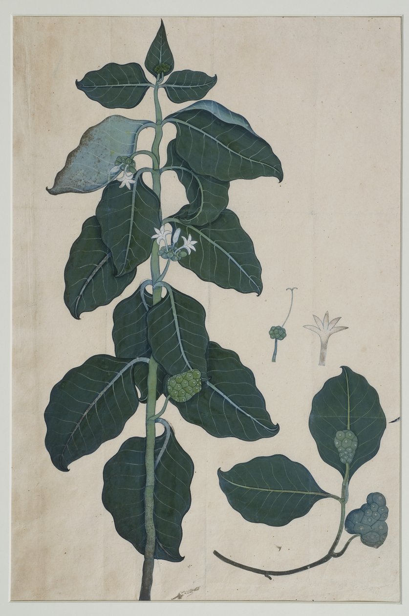 Cerbera manghas L, 1787 (wc på papir) af Zayn al Din attr. to Zayn al Din attr. to