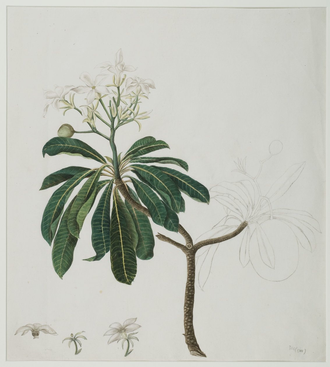 Cerbera manghas L., 1787 (wc på papir) af Zayn al Din attr. to Zayn al Din attr. to