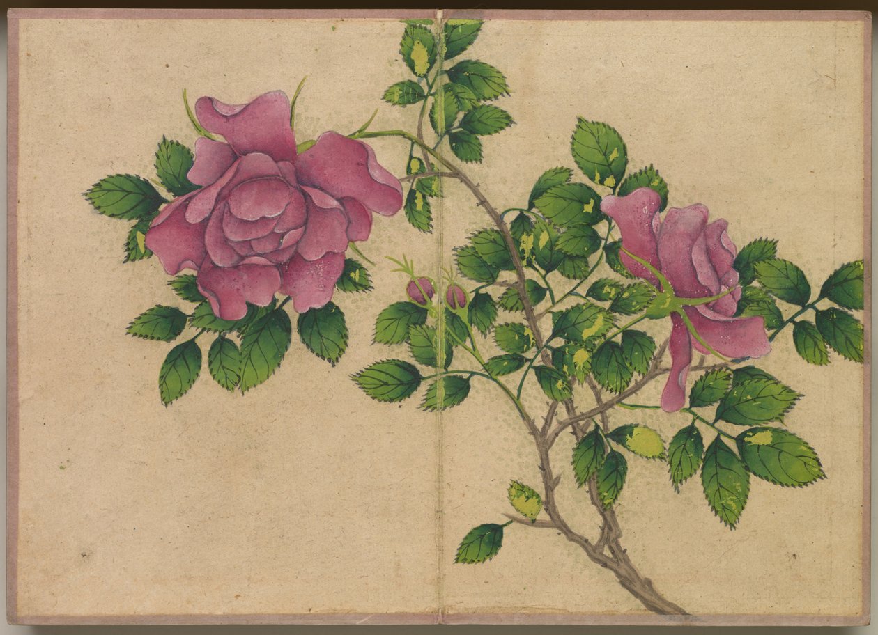 Skrivebordsalbum: Blomster- og fuglemalerier (rose) af Zhang Ruoai