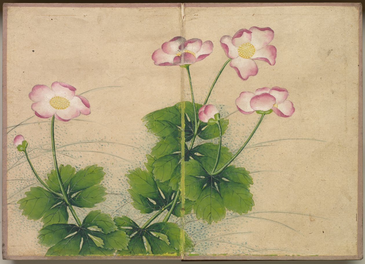 Skrivebordsalbum: Blomster- og fuglemalerier (mallow flowers) af Zhang Ruoai