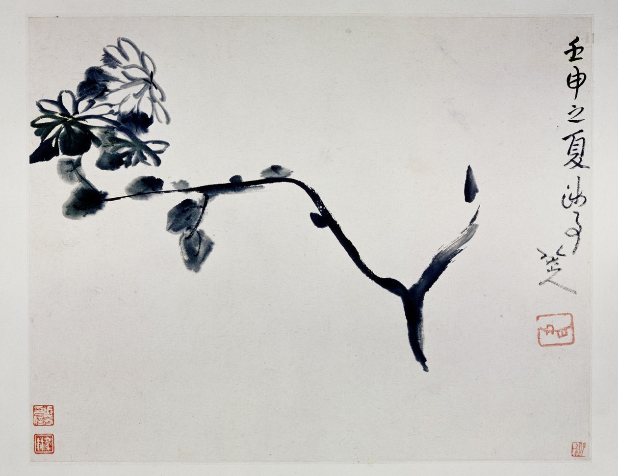 Krysantemum, 1692 af Zhu Da