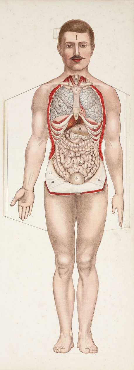Anatomiske figurer De indre organer, slutningen af det 19.-begyndelsen af det 20. århundrede af Frederick (attr. to) Barnard