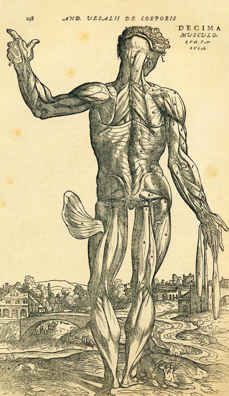 Bagsiden af den mandlige menneskelige krop, en anatomisk undersøgelse, der oprindeligt blev offentliggjort i De Humani Corporis Fabrica Libri Septem (om menneskekroppens stof i syv bøger) af Andreas Vesalius, udgivet Basel af Ferdinand Georg Waldmuller