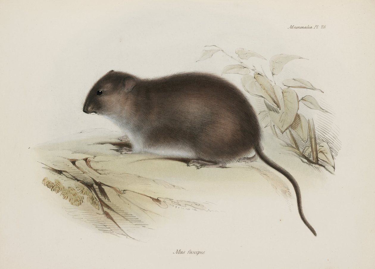 Bush eller brunfodet rotte, Australien, c 1832-1836 af John Pardon