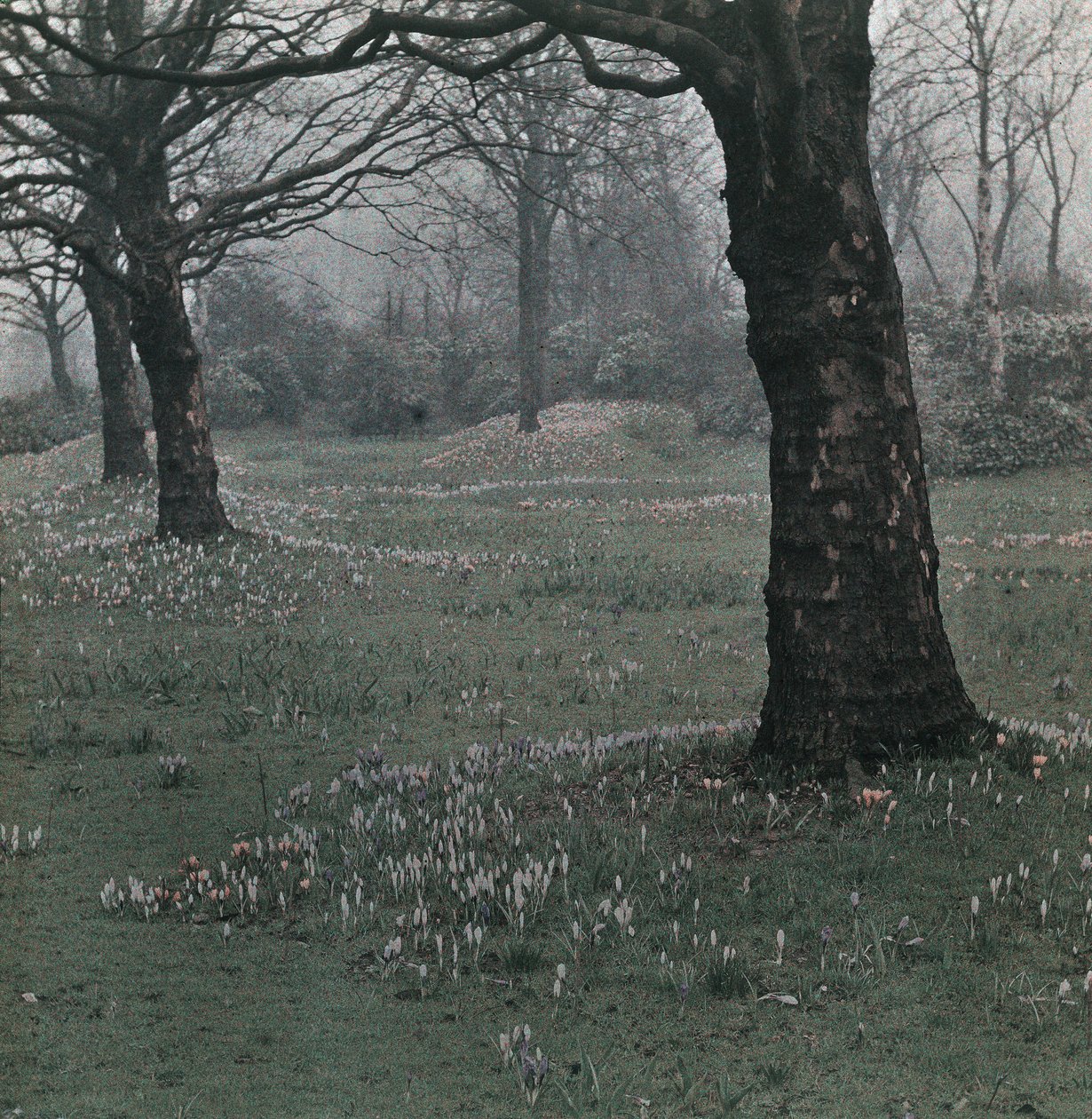 "krokus" af Frederick (attr. to) Barnard