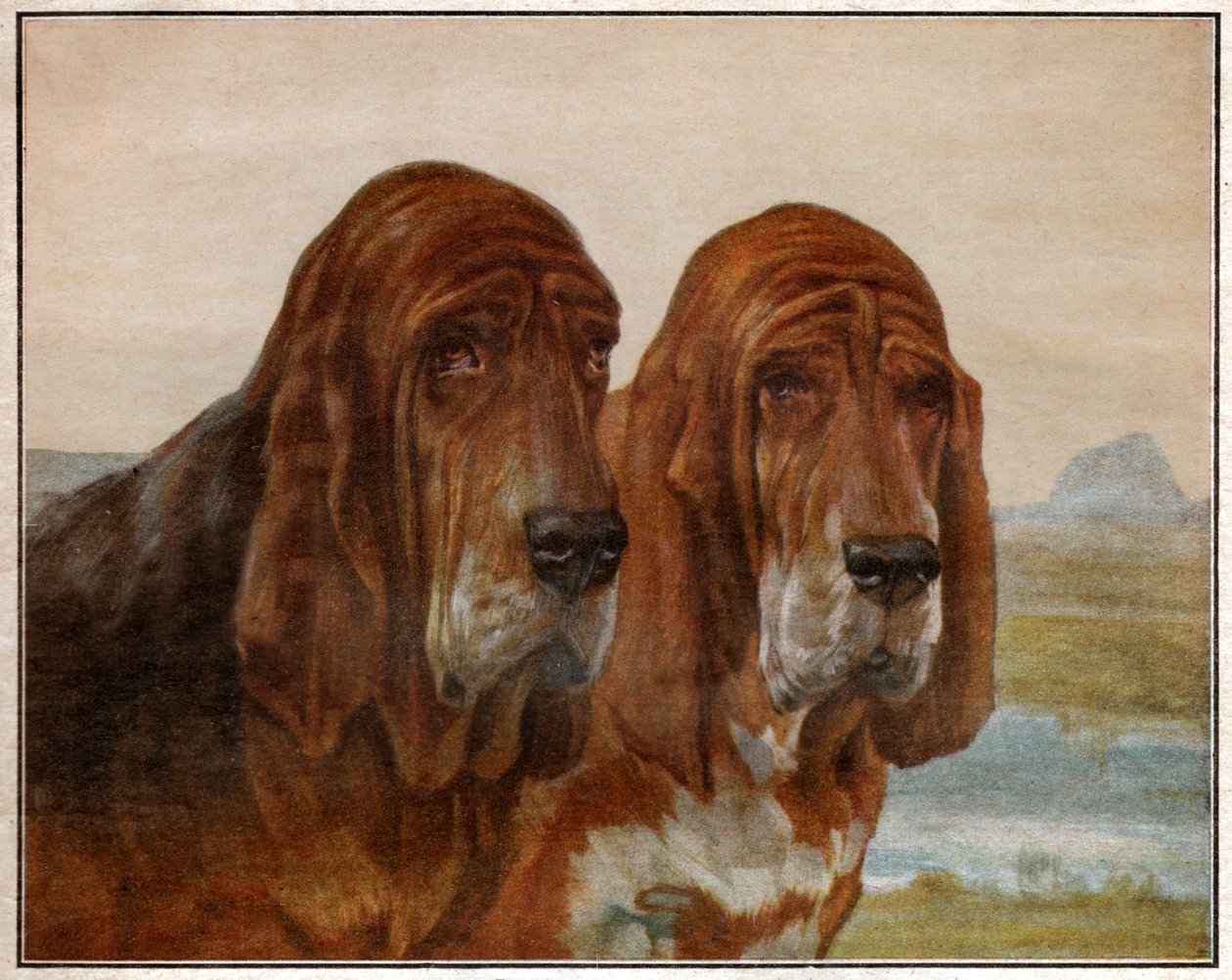 Hunde af Saint Hubert eller Bloodhound. 1925 (illustration) af . .