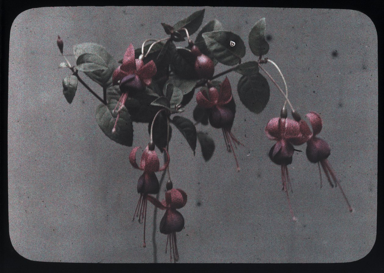 "Fuchsia" af Frederick (attr. to) Barnard