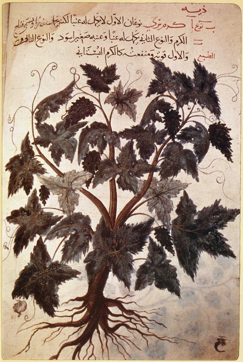 Herbals Vine af Ferdinand Georg Waldmuller