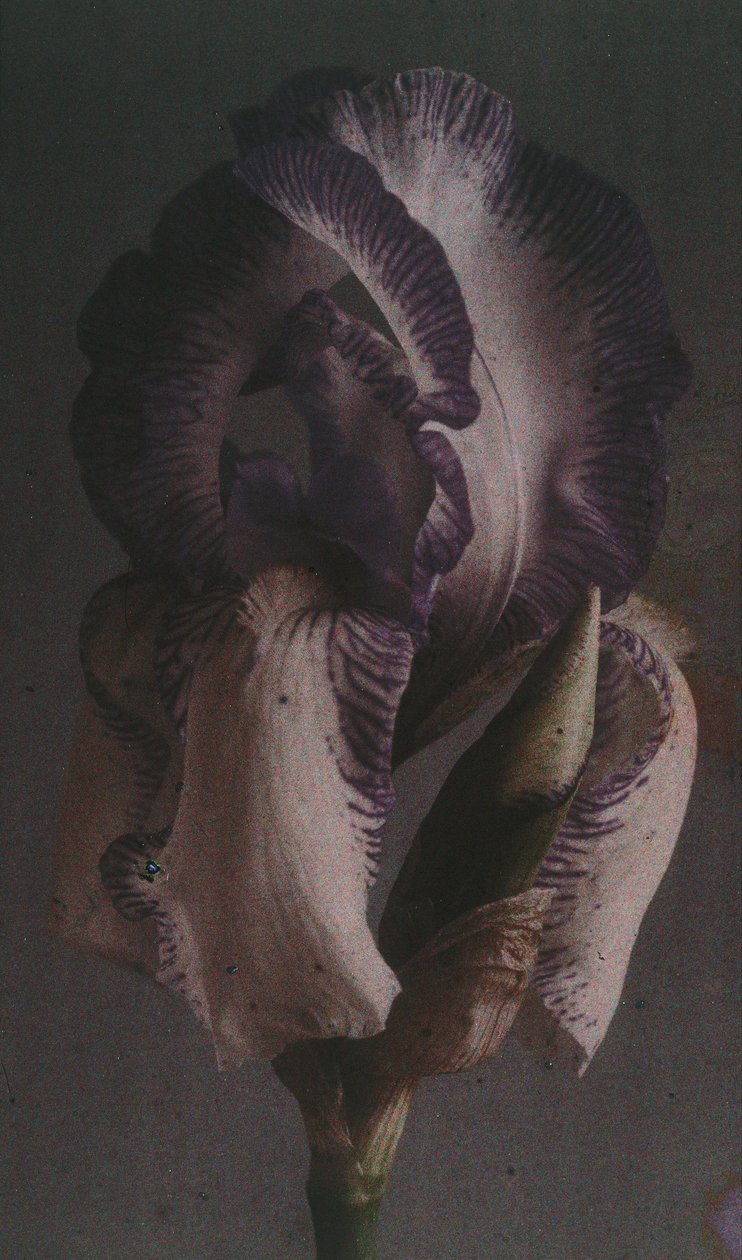 "Iris germanique" (Iris germanica) af Frederick (attr. to) Barnard