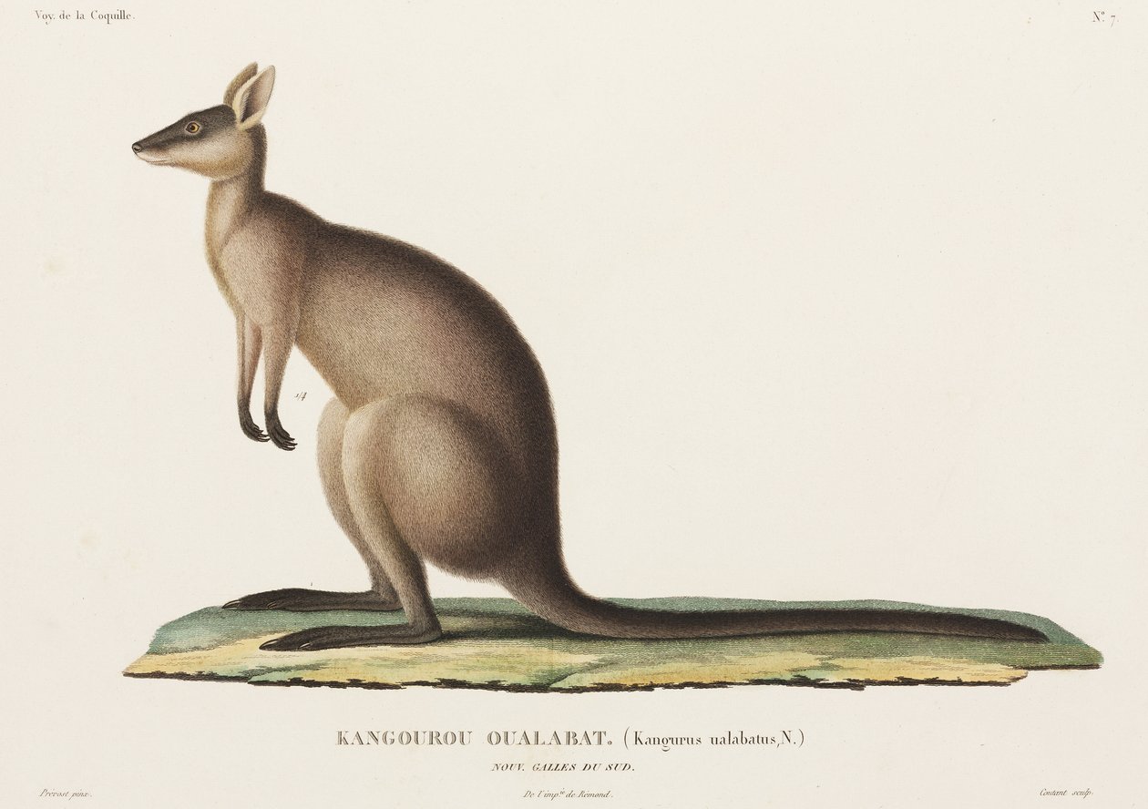 Kangaroo, New South Wales, Australien af John Pardon