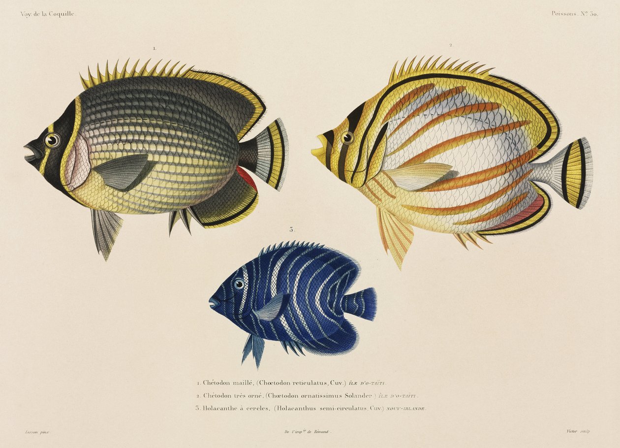Sendte og udsmykkede sommerfuglefisk og angelfish, det sydlige Stillehav af John Pardon