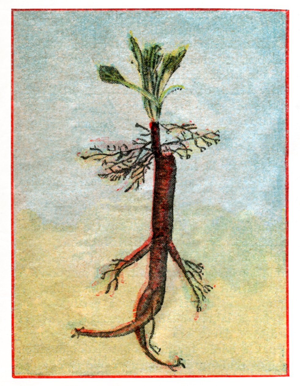 Mandragora af . .