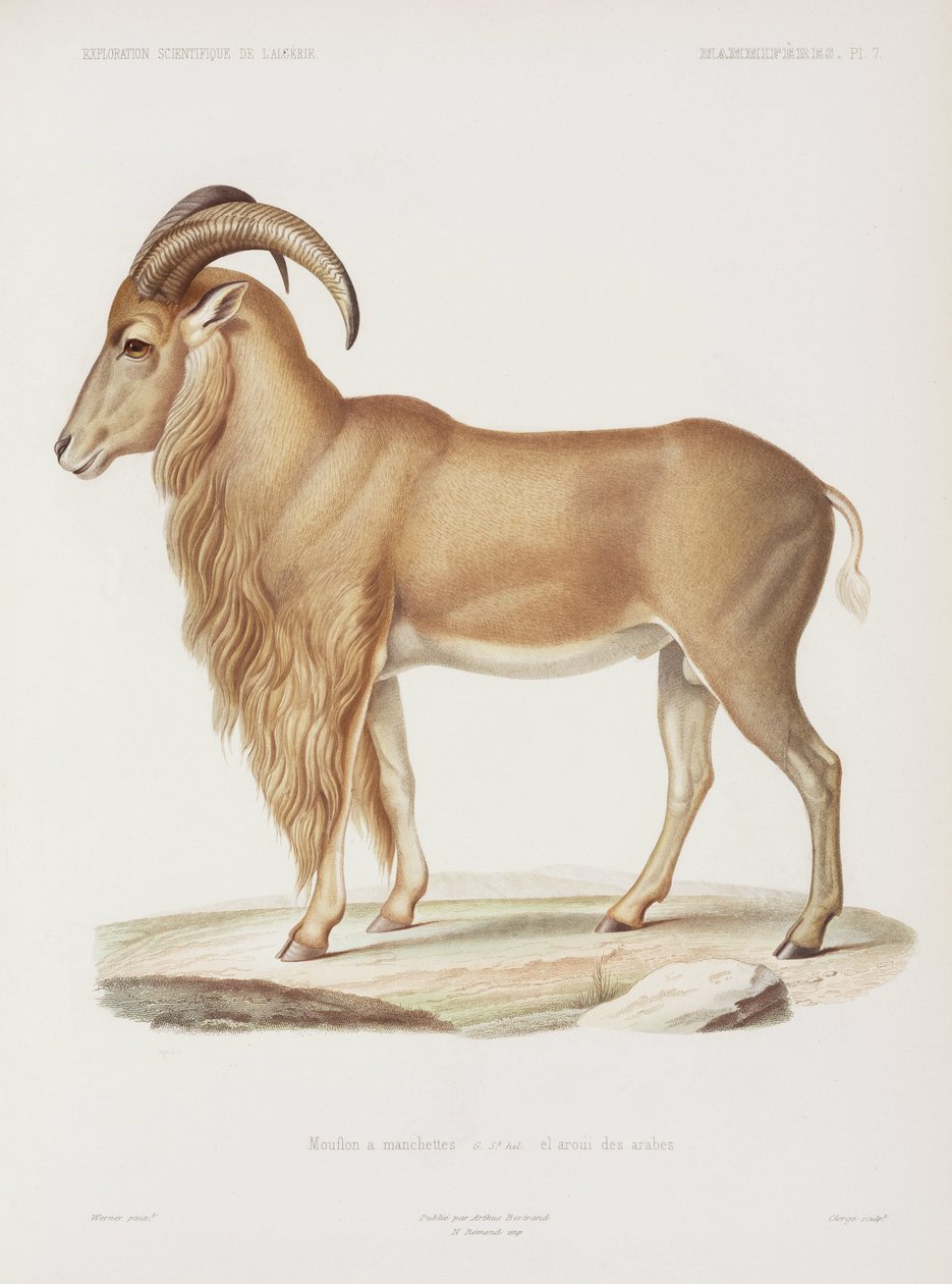 Mouflon, Algeriet af John Pardon