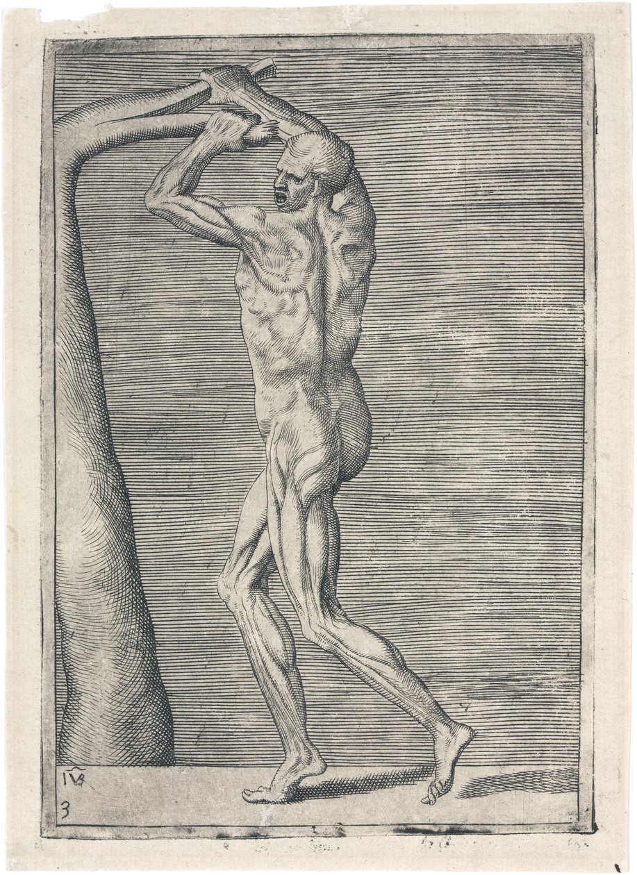 Muskler Anatomisk undersøgelse af mandlig muskulatur; mand brækker en gren, ca 1555 af Frederick (attr. to) Barnard