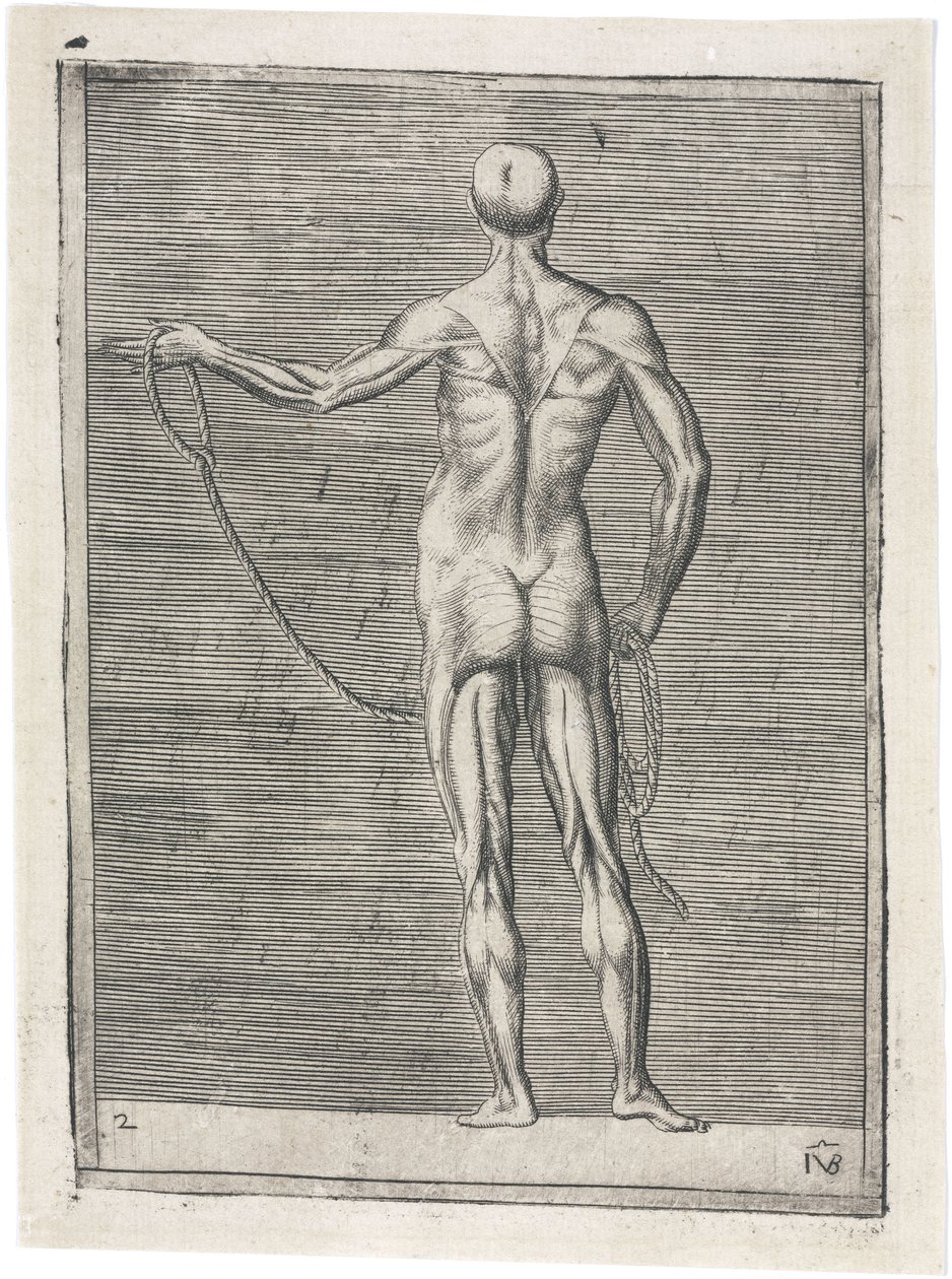 Muskler Anatomisk undersøgelse af mandlig muskulatur; mand, der holder et reb, ca 1555 af Frederick (attr. to) Barnard