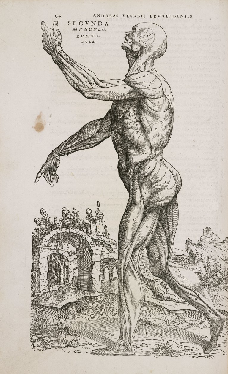 Muskler Set fra siden af de overfladiske muskler i den mandlige menneskekrop af Frederick (attr. to) Barnard