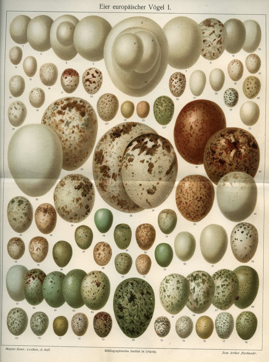 Naturvidenskabstavle, der repræsenterer forskellige fugleæg. Illustration taget fra “Meyers Grosses Konversations - Lexikon””” 1904. Bibliographers Institute, Leipzig og Wien af Ferdinand Georg Waldmuller