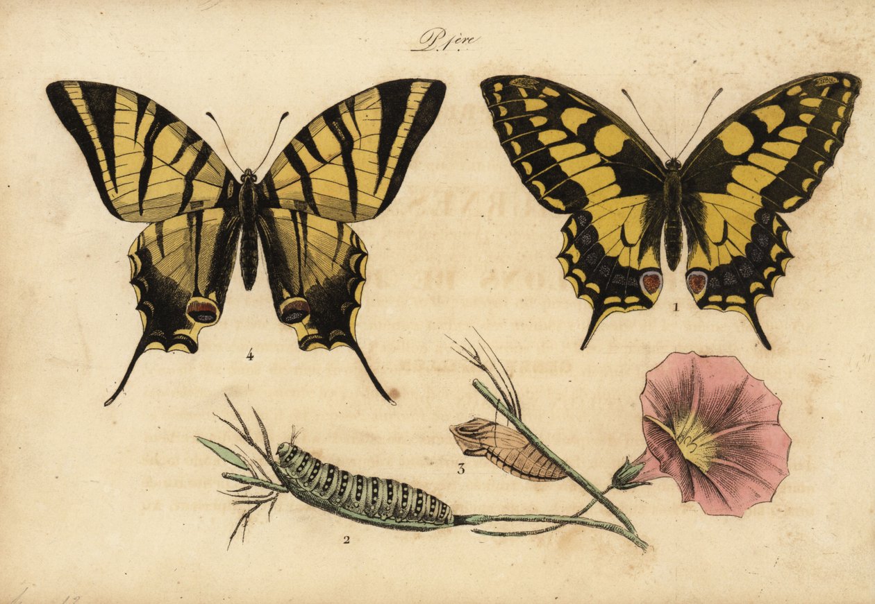 Old World svalehale, Papillo machaon 1,2,3 og sjælden svalehale, Iphiclides podalirius 4 af John Pardon