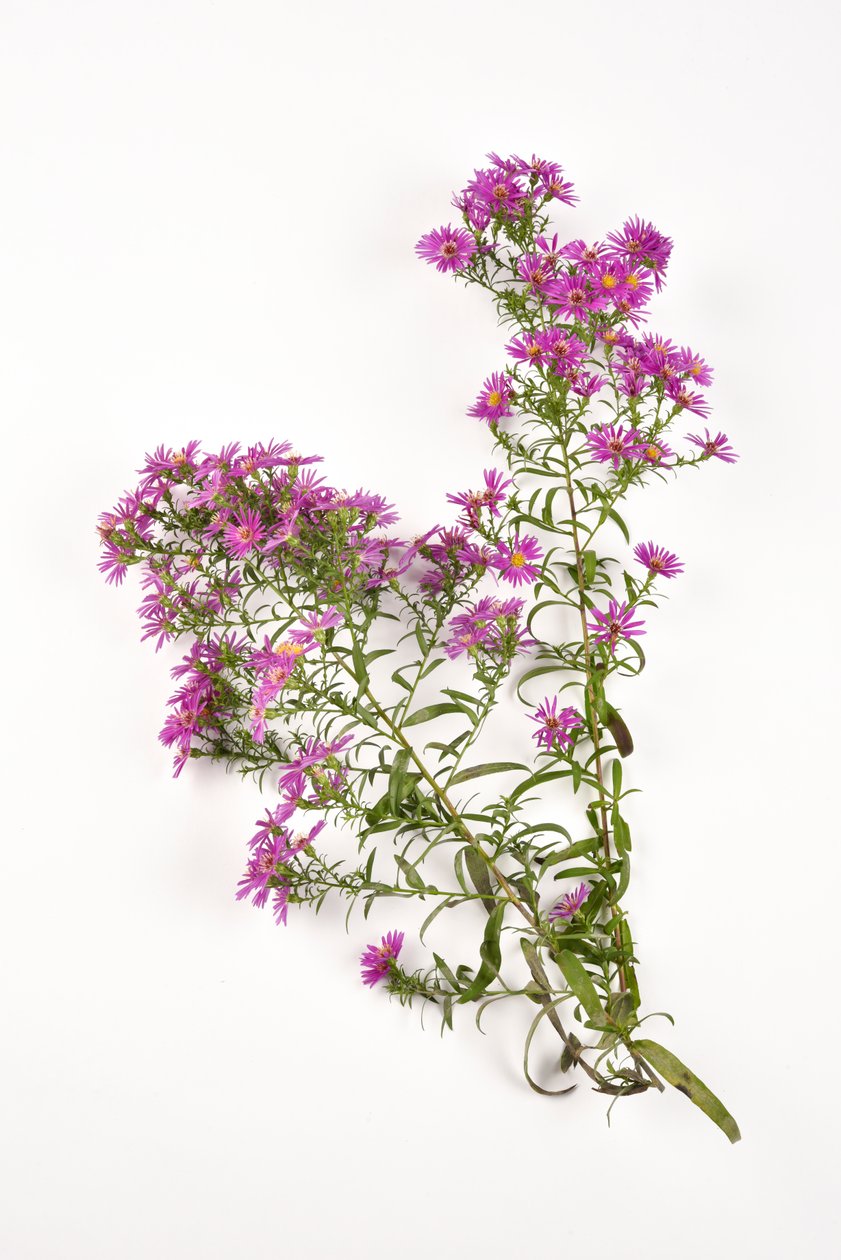 Lyserøde blomster af Michaelmas Daisy aster amellus af . .
