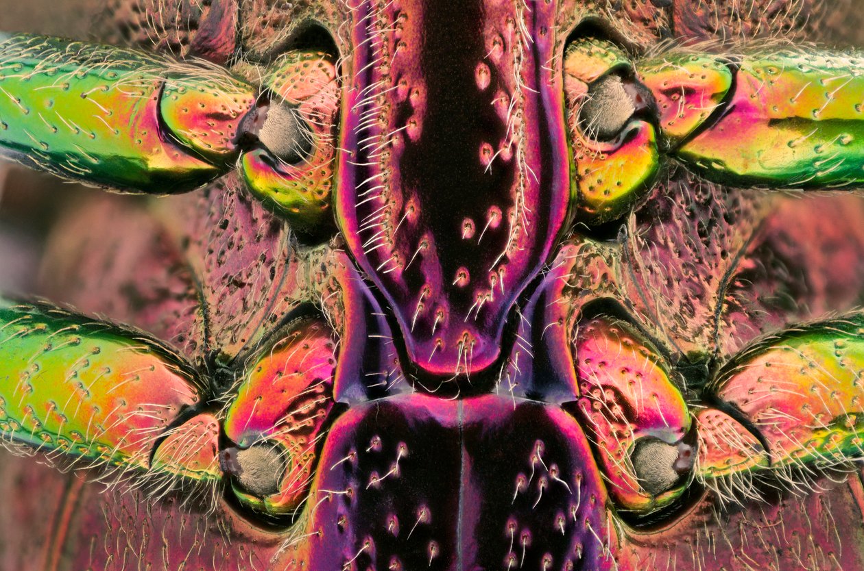 Polybothris quadricollis fra Madagaskar. Detalje af maven (makrofotografi) af John Pardon