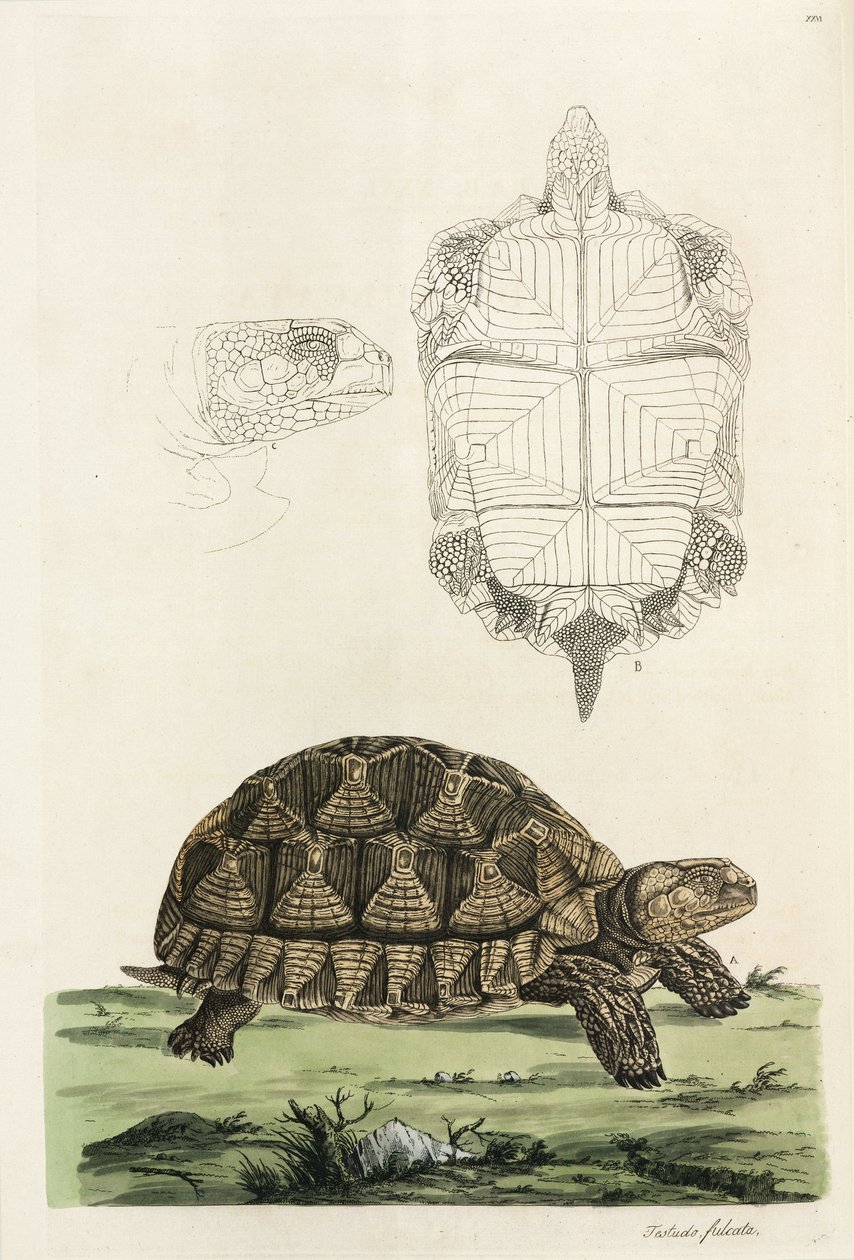 Ansporet skildpadde af John Pardon