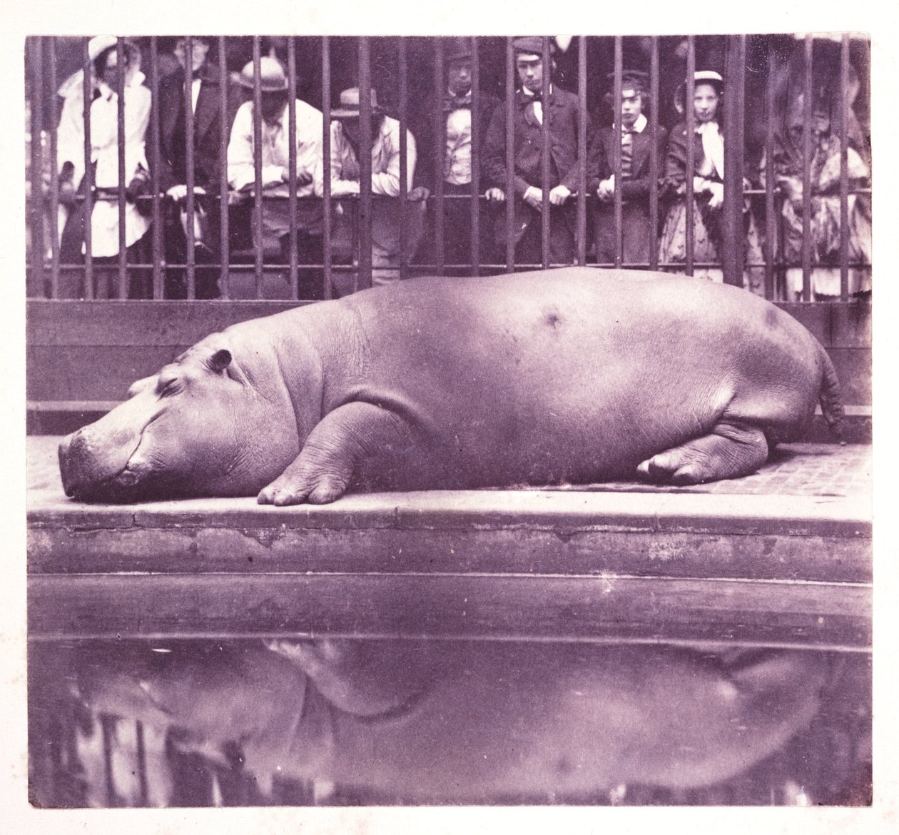 Flodhest ved Zoological Gardens, Regents Park