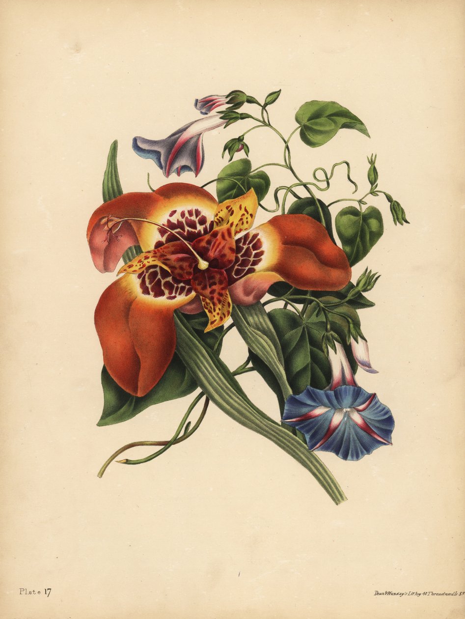 Den mexicanske tigerblomst, Tigridia pavonia, Change; Den blå major Convolvulus, Nat af John Pardon