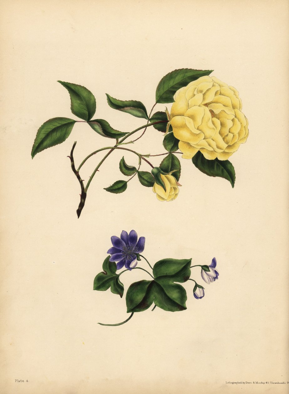 Den duftende Kina Rose, Rosa chinensis, Utroskab; Den blå Hepatica, Hepatica nobilis, Confidence af John Pardon